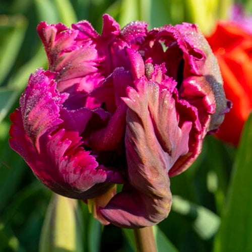 Power Parrot Tulip Bulbs