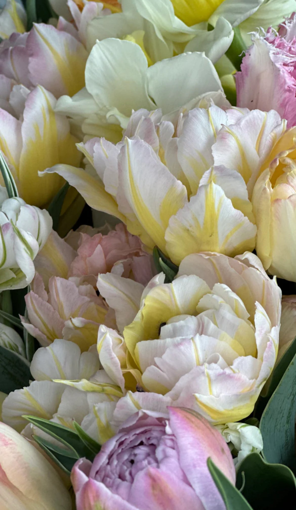 Northcap Peony Tulip Bulbs -- prechilled