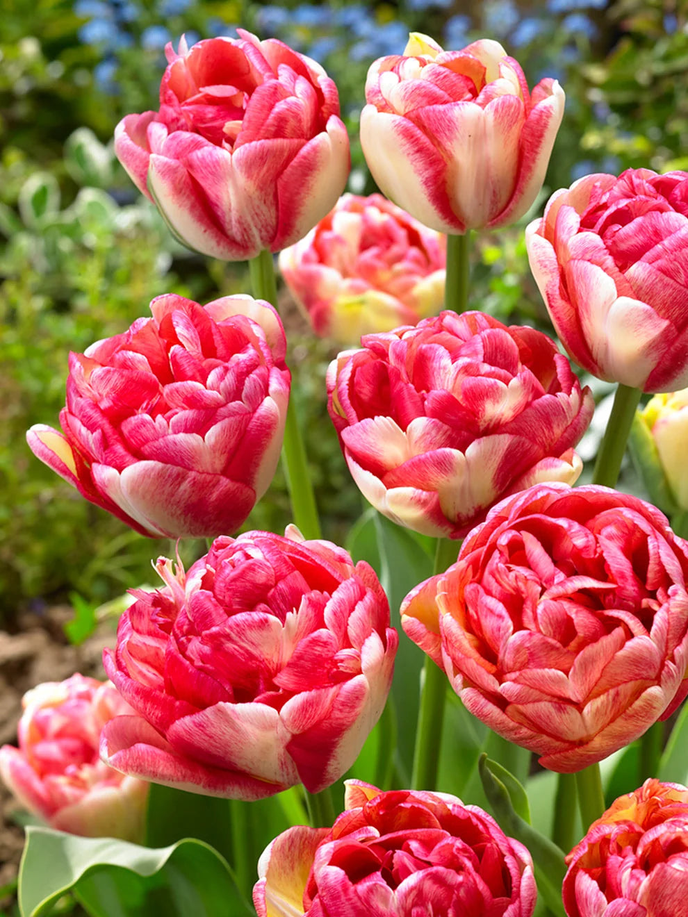 Double Blizz Tulip Bulbs