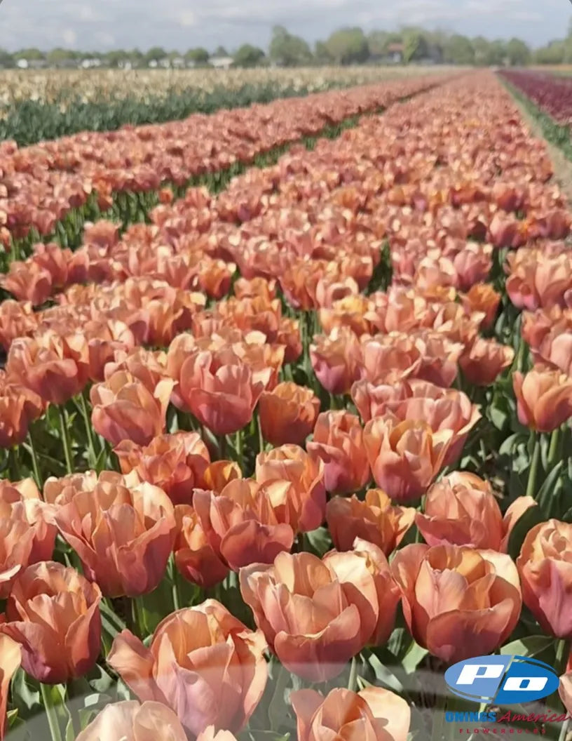 Amaru Tulip Bulbs