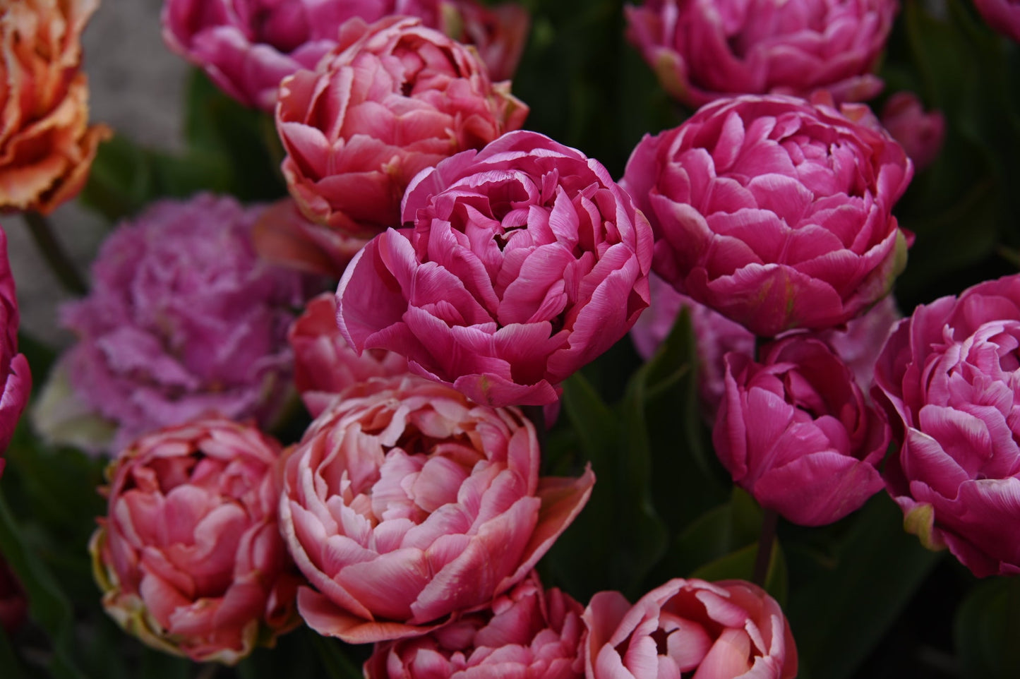 Amazing Grace Tulip Bulbs