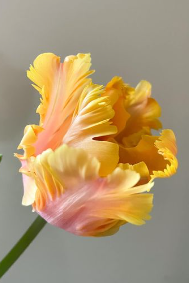 Amazing Parrot Tulip Bulbs bulk savings available