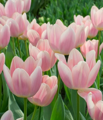 Apricot Delight Tulip Bulbs