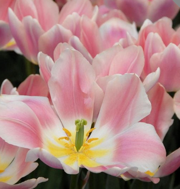 Apricot Delight Tulip Bulbs
