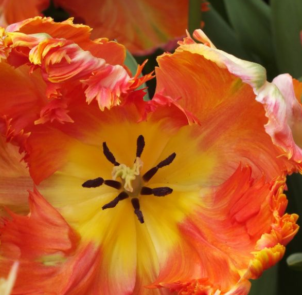 Apricot Parrot Tulip Bulbs