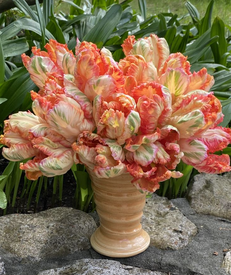 Apricot Parrot Tulip Bulbs