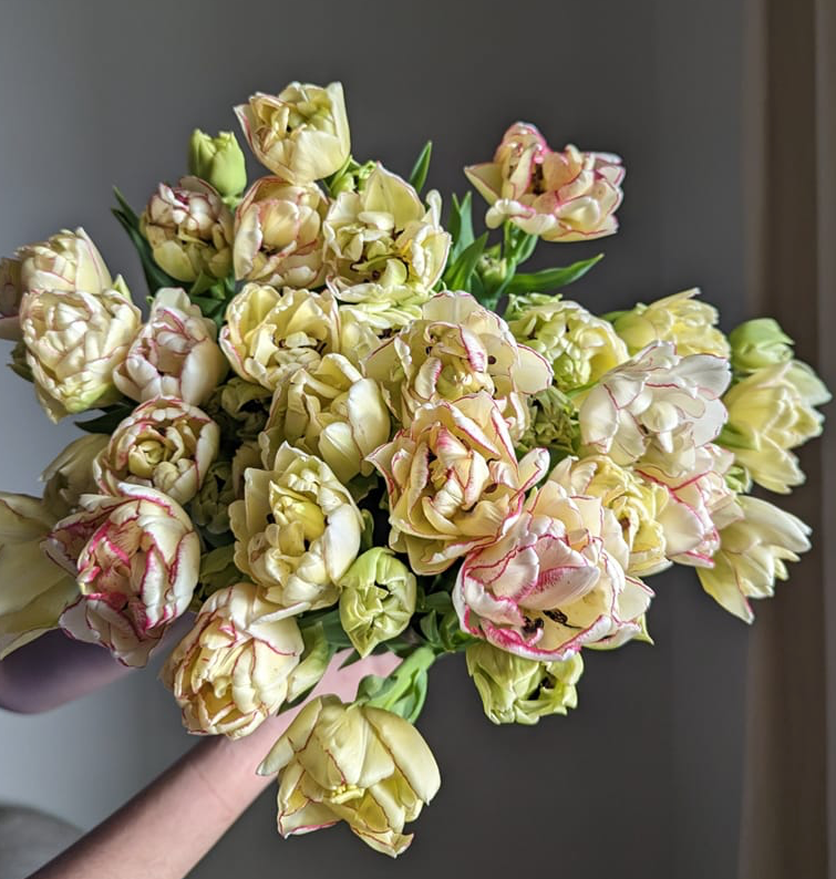 Belicia Peony Tulip Bulbs