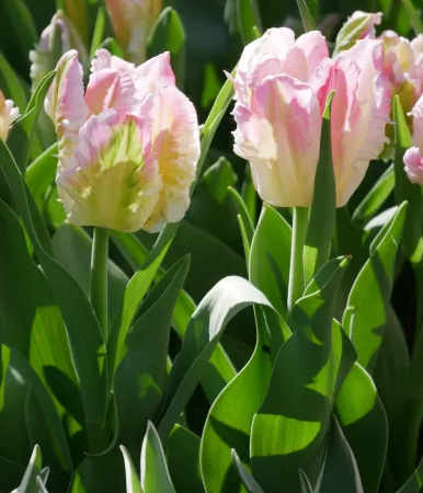 Cabanna Parrot Tulip Bulbs
