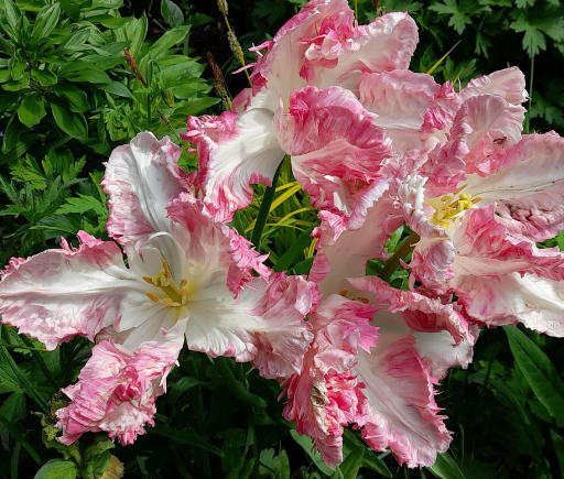 Cabanna Parrot Tulip Bulbs