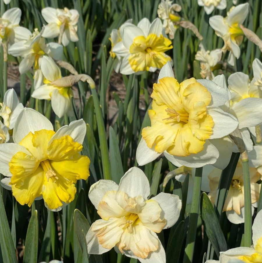 Changing Colors Daffodil Bulbs