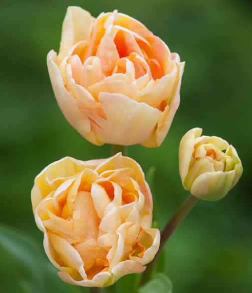 Charming Lady Peony Tulip Bulbs bulk pricing available