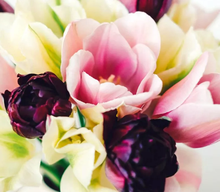 Designer's Dream Collection Nuit Late Bloomers