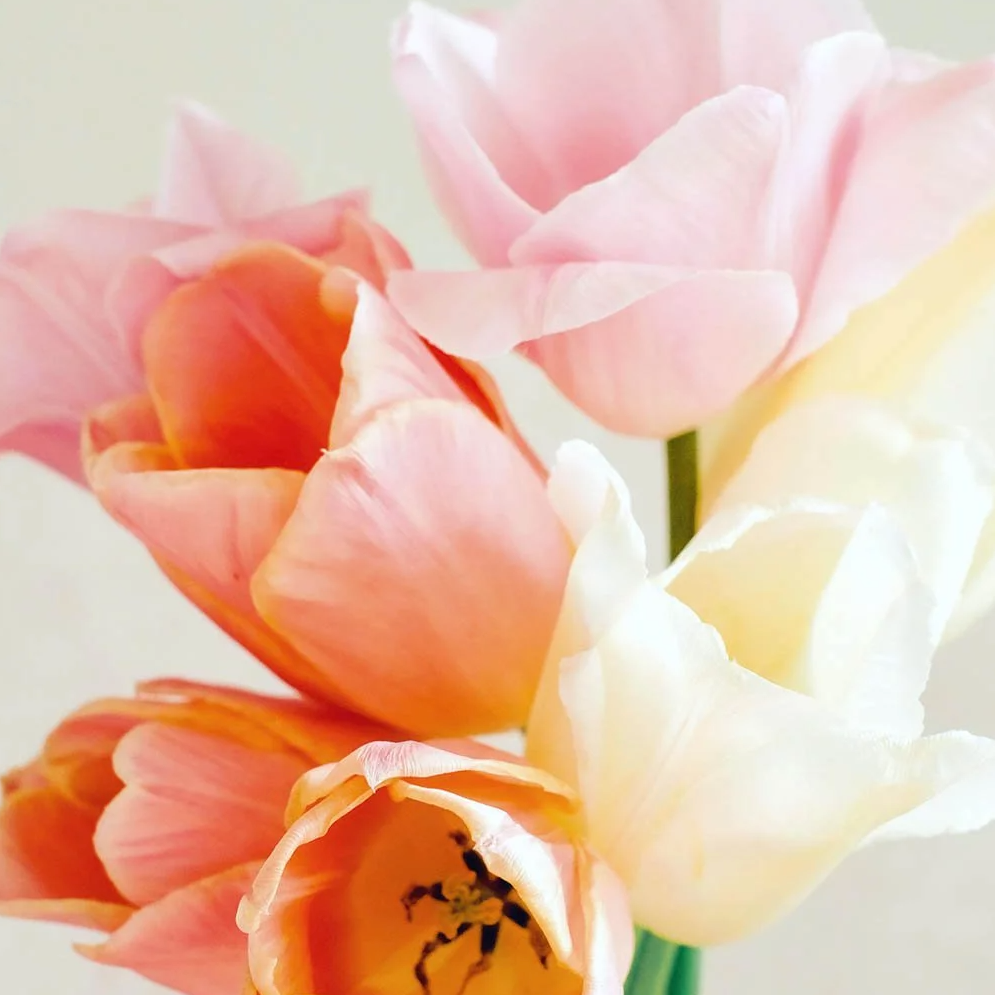 Designer's Dream Collection Long Stem Pastels mid/late