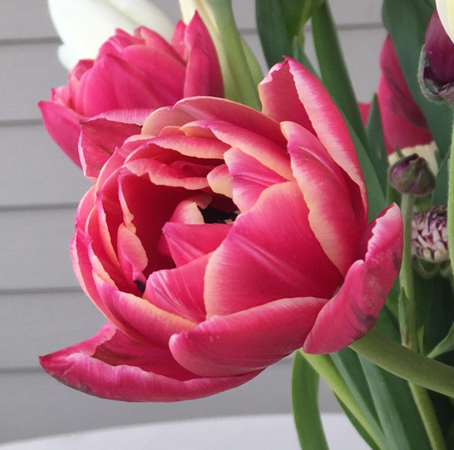 Columbus Peony Tulip Bulbs bulk savings available