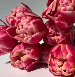 Columbus Peony Tulip Bulbs