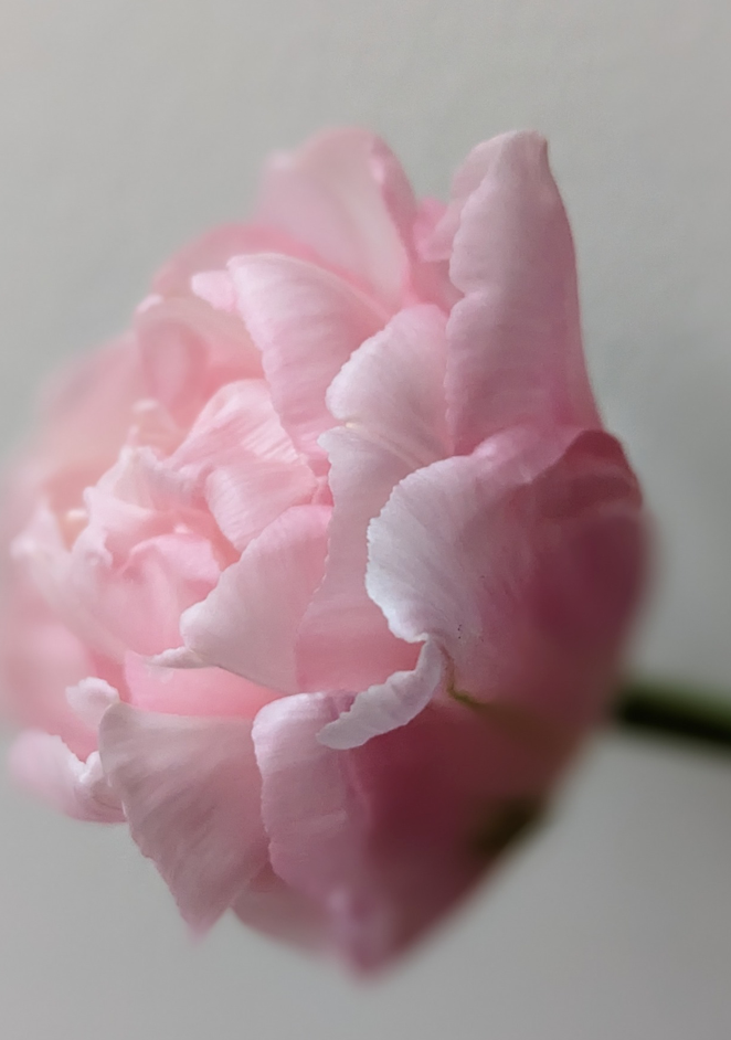 Dreamer Peony Tulip Bulbs bulk savings available