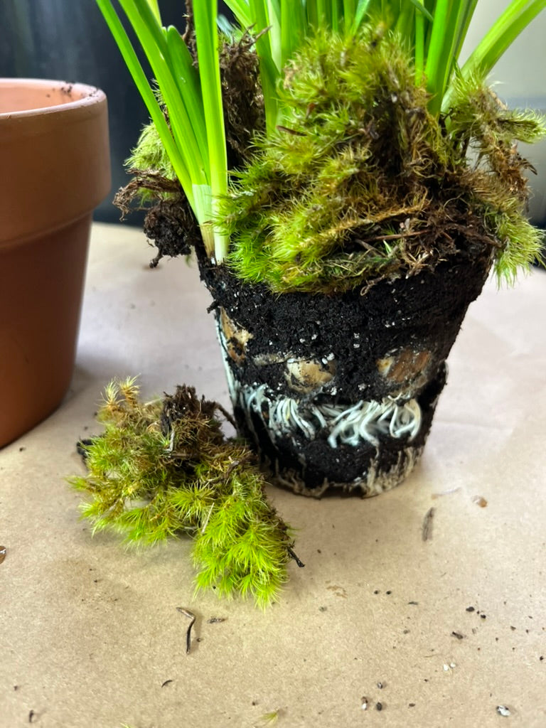 Breath of Spring Tabletop bulb garden PICK UP LOCAL ONLY