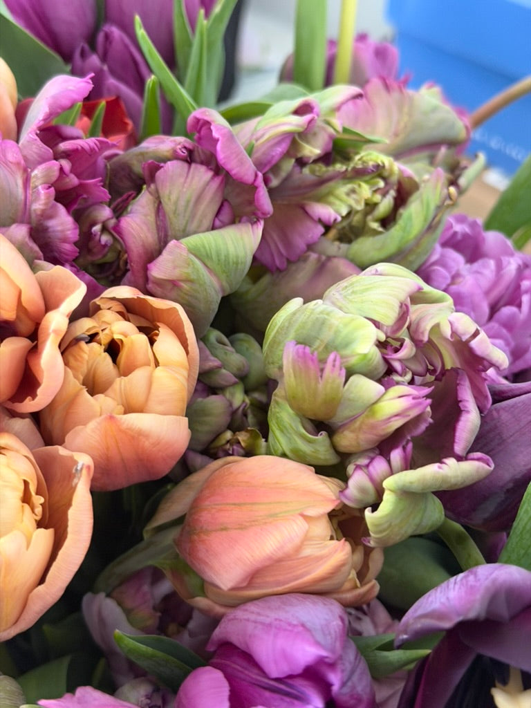 Pistache Peony Tulip bulbs