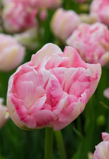 Finola Peony Tulip Bulbs