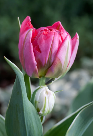 Flashpoint Tulip Bulbs bulk savings available