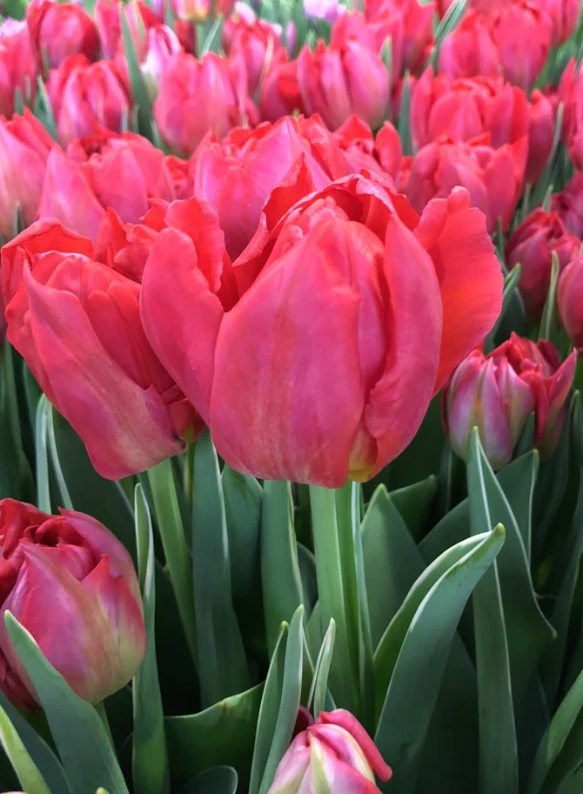 Flashpoint Tulip Bulbs bulk savings available
