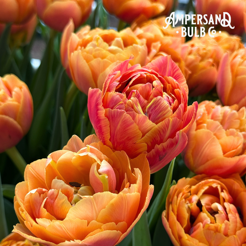 Formula One Double Peony Tulip Bulbs