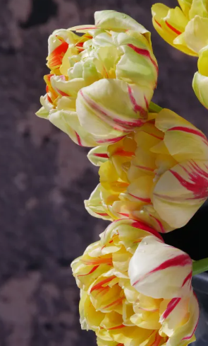 Glamour Unique Peony Tulip Bulbs