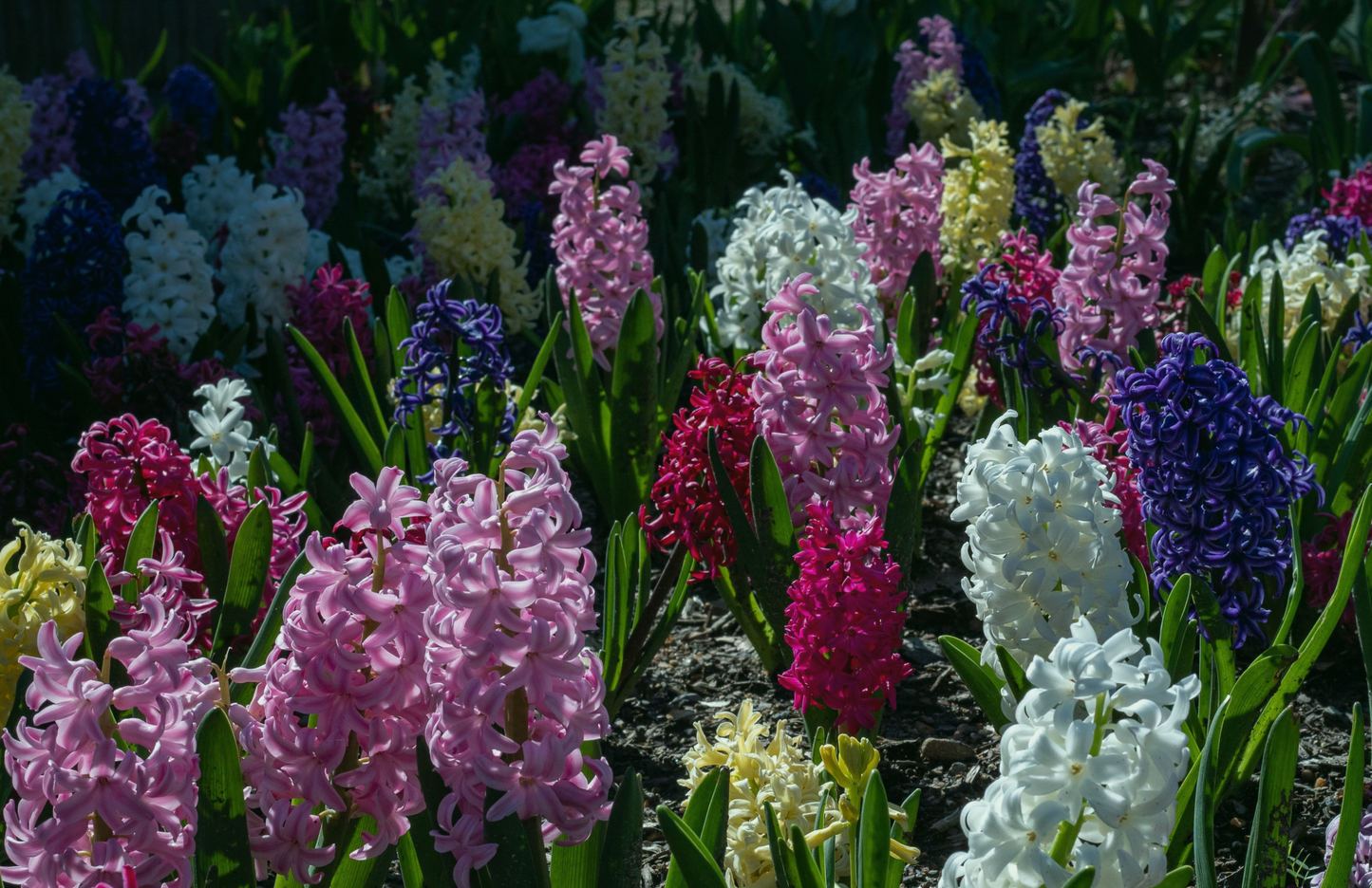 BULB ON MIXED HYACINTH