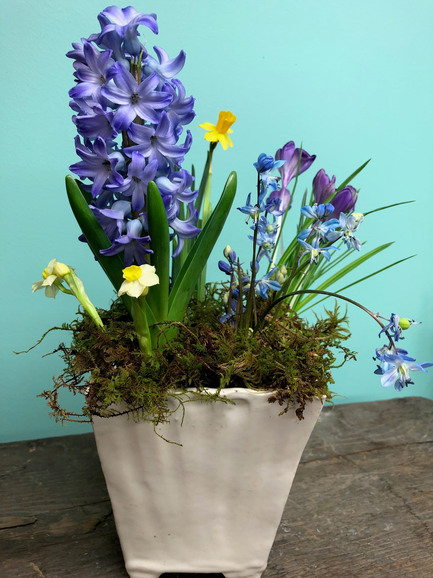 Acqua Hyacinth Bulbs