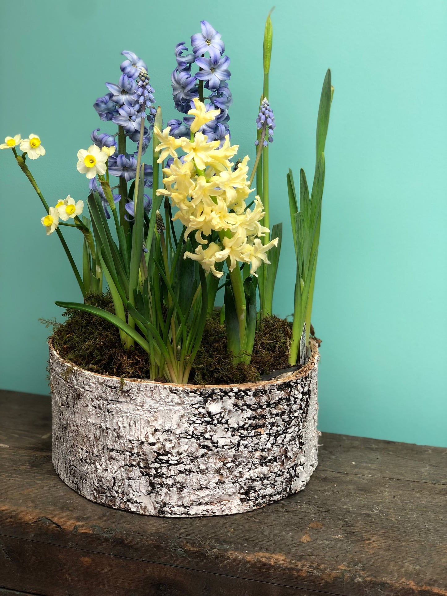 Aida Hyacinth Bulbs