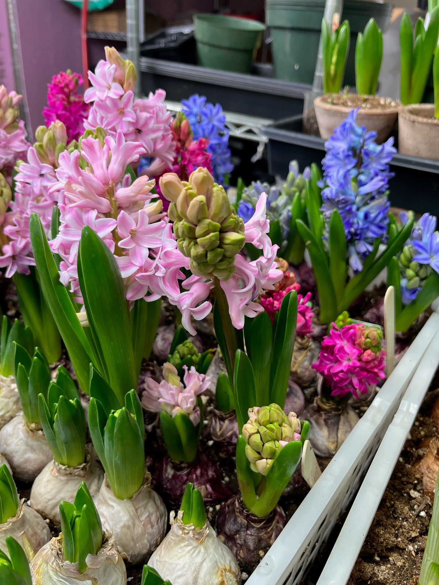 Miss Saigon Hyacinth Bulbs