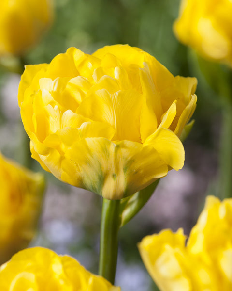 Limousine Double Peony Tulip Bulbs