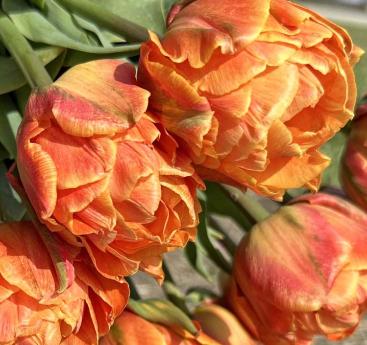 Lorenzo Peony Tulip Bulbs