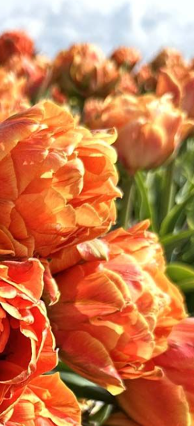 Lorenzo Peony Tulip Bulbs