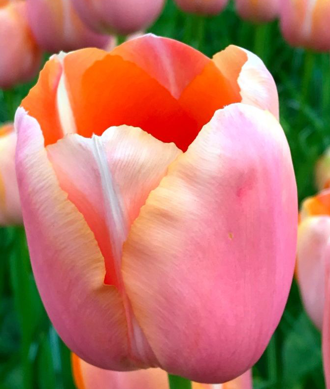 Menton Tulip Bulbs