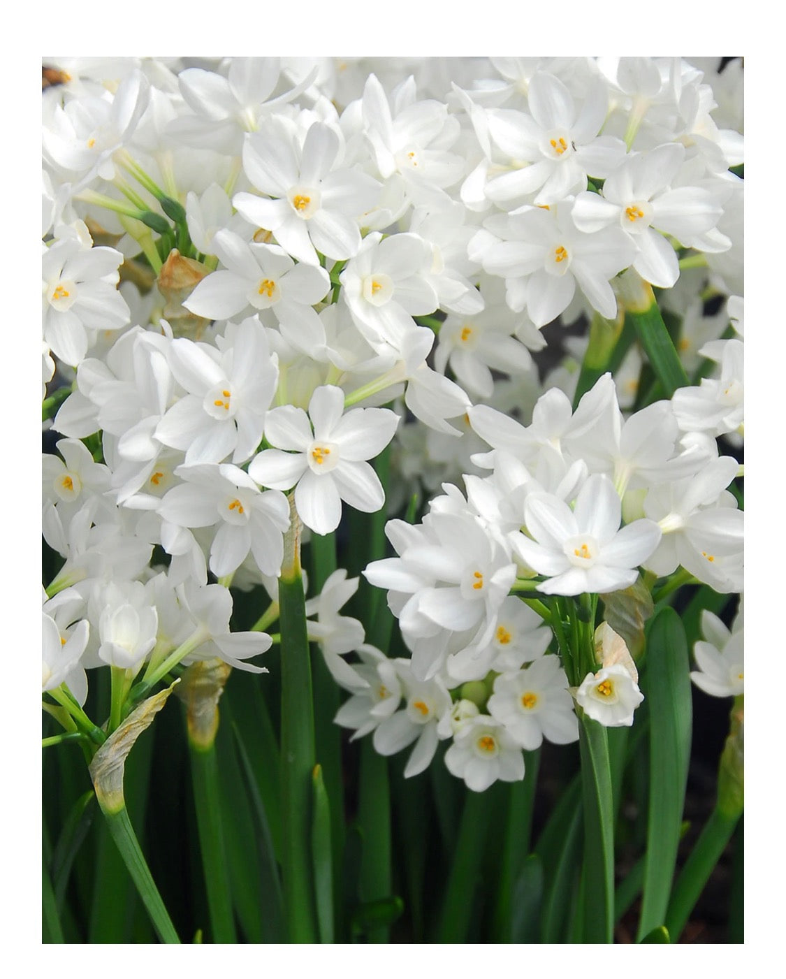 12-20 Prepared Nir paperwhites in vessel with decorative moss for LOCAL sales only ORDERS BEGIN 11/1