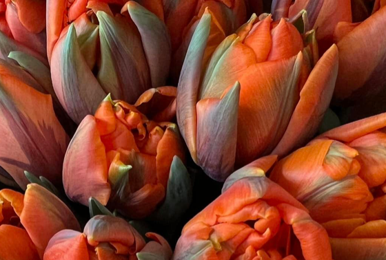 Orange Princess Peony Tulip Bulbs bulk savings available