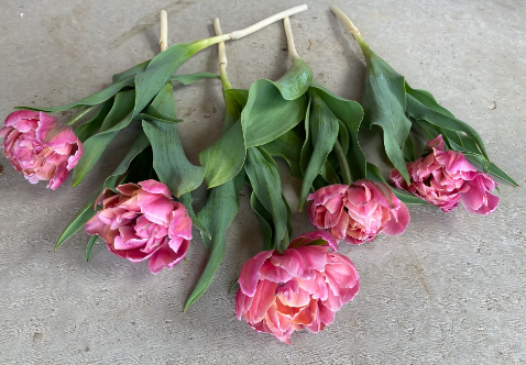 Pink Star Peony Tulip Bulbs