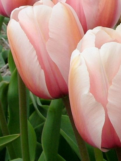 Salmon Impression Tulip Bulbs