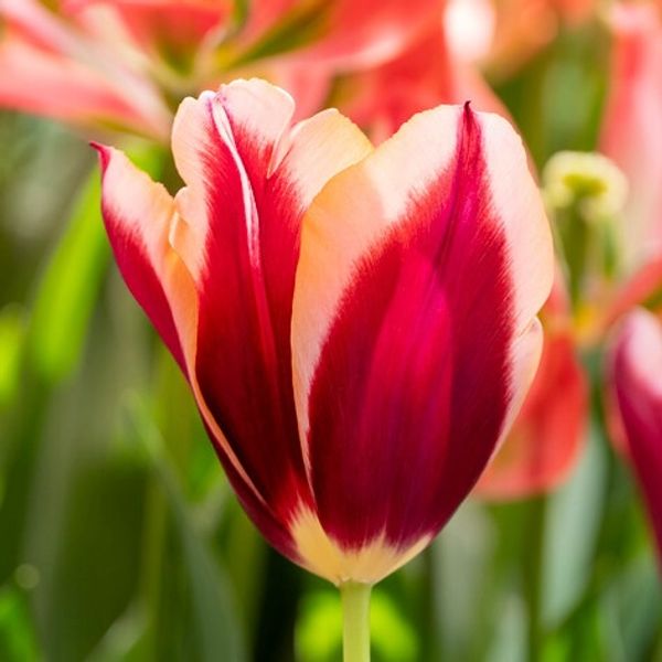 Slawa Tulip Bulbs *prechilled only*