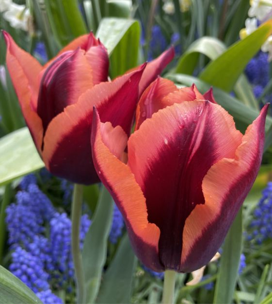 Slawa Tulip Bulbs *prechilled only*