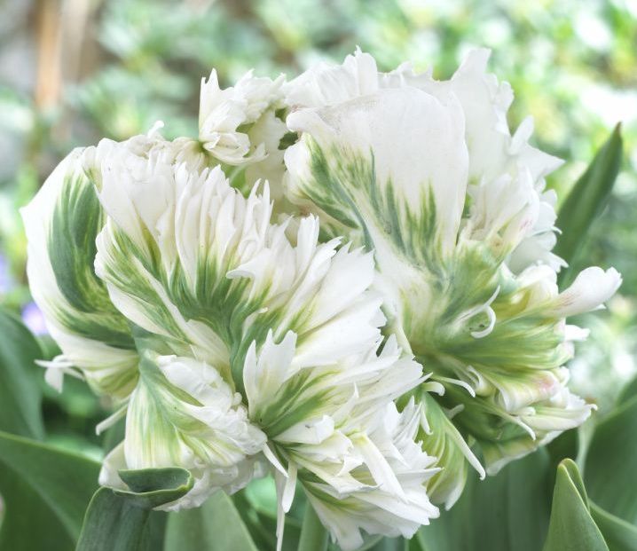 Easy Indoor Super Parrot Tulip Garden