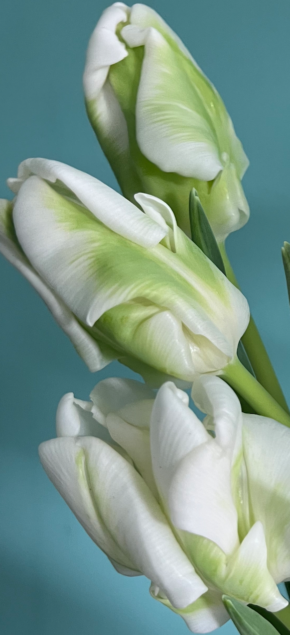 Easy Indoor Super Parrot Tulip Garden