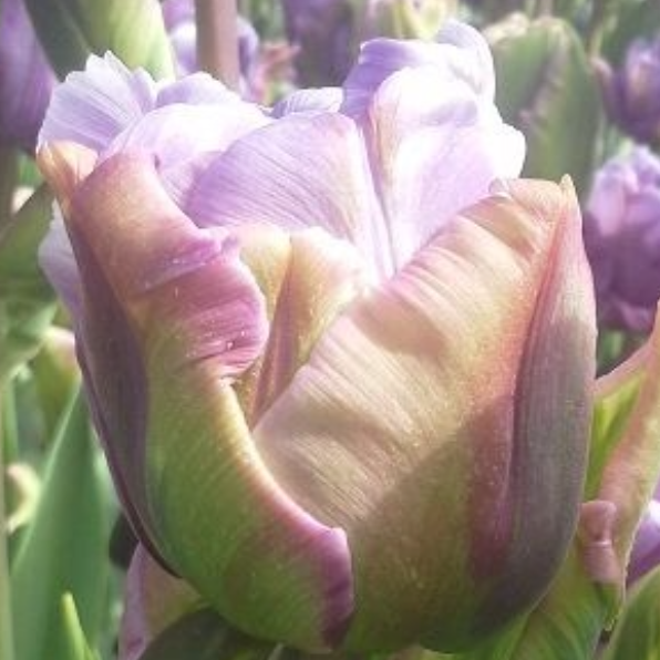 Sweet Desire Peony Tulip Bulbs