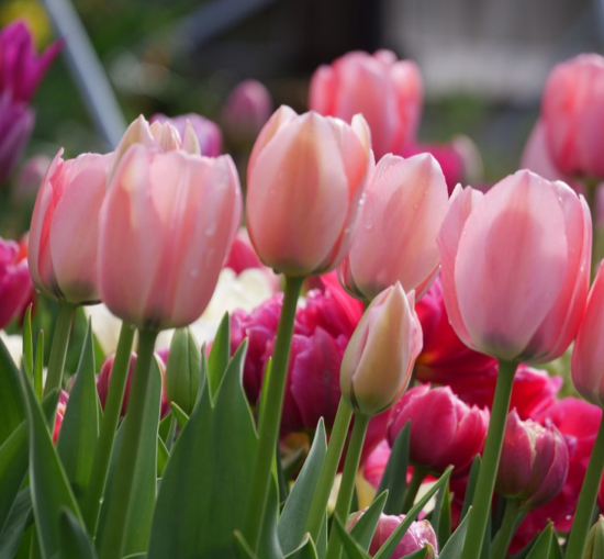 Bella Blush Tulip Bulbs