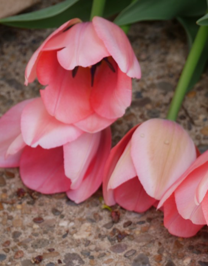 Bella Blush Tulip Bulbs