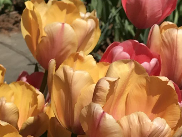 Blushing Impression Tulip Bulbs