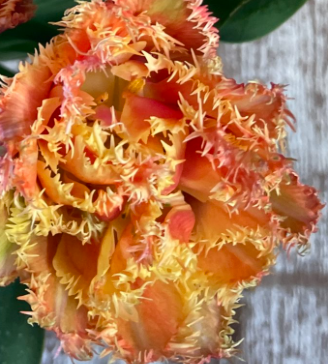 Brisbane Fringed Peony Tulip Bulbs