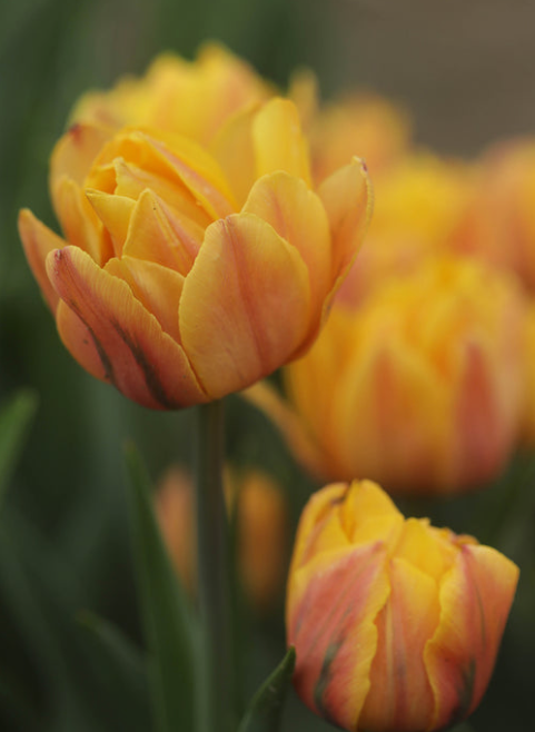 Freeman Peony Tulip Bulbs