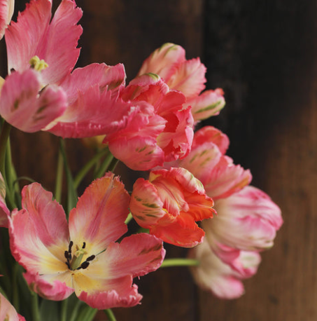Apricot Parrot Tulip Bulbs